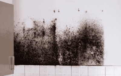 Toxic Black Mold and Your Health