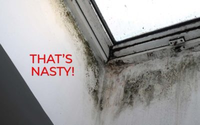 Eight Simple Steps to Keep A Mold-Free Home